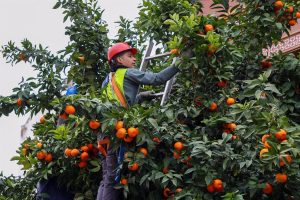 El Ayuntamiento de Sevilla informa que la recolección de naranjas alcanza el 80% y solicita al PSOE que les permita seguir trabajando.