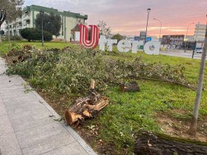 El PSOE de Utrera (Sevilla) alerta sobre la destrucción de árboles de gran tamaño después de la tormenta Bernard.