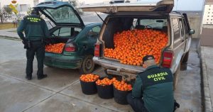 Hombre sentenciado por el robo de 420 kilos de naranjas en una finca de Lora del Río (Sevilla)