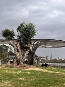 Un olivo milenario será uno de los atractivos del Jardín de las Cigarreras de Sevilla
